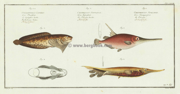 Antique CXXIII Der Schneppenfisch - Der Messerfisch - Der Bartfisch
