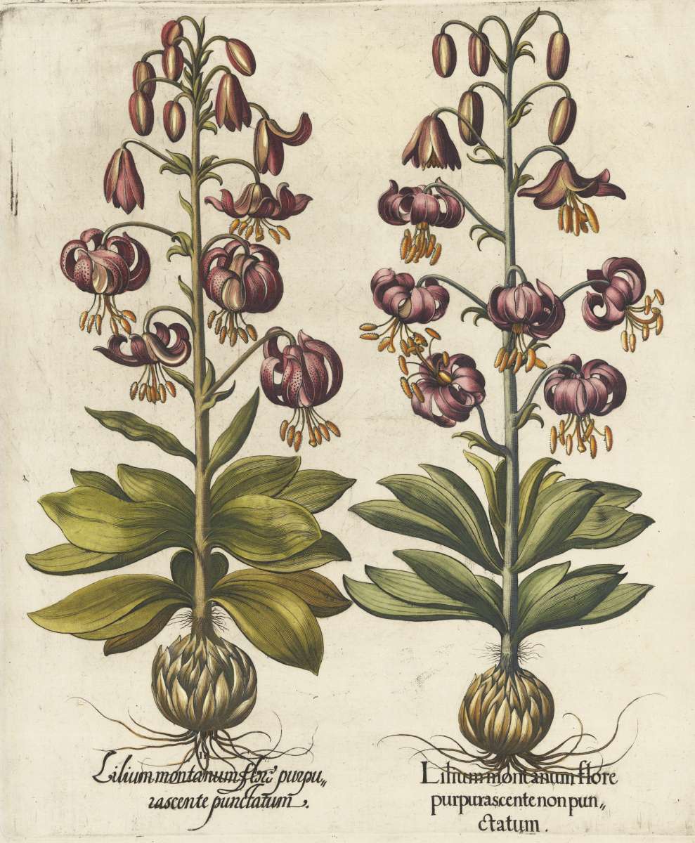 15192 | Besler, Basilius | Lilium Montanum flore purpurascente non ...