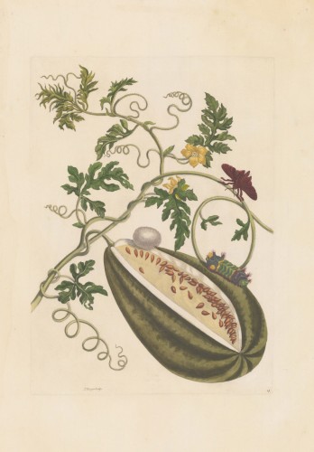 Plate No: 15 Melon d´Eau Antique Plate No: 15 Melon d´Eau