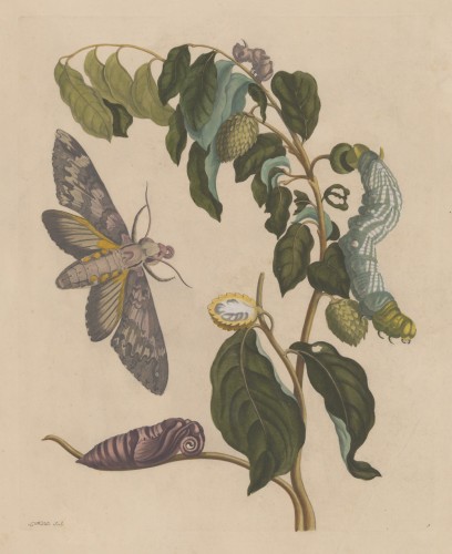 Plate No: 3 Zuurzak Antique Plate No: 3 Zuurzak